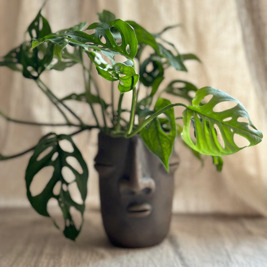 The Oaxacan Duo: Face Planters Kit